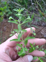 Trichostema dichotomum
