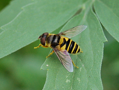 Eristalis transversa