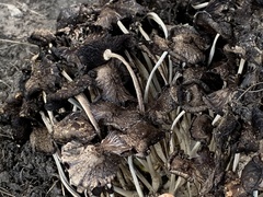 Psathyrella bipellis