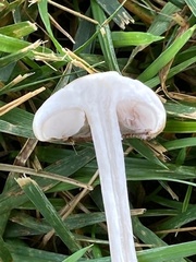 Agrocybe