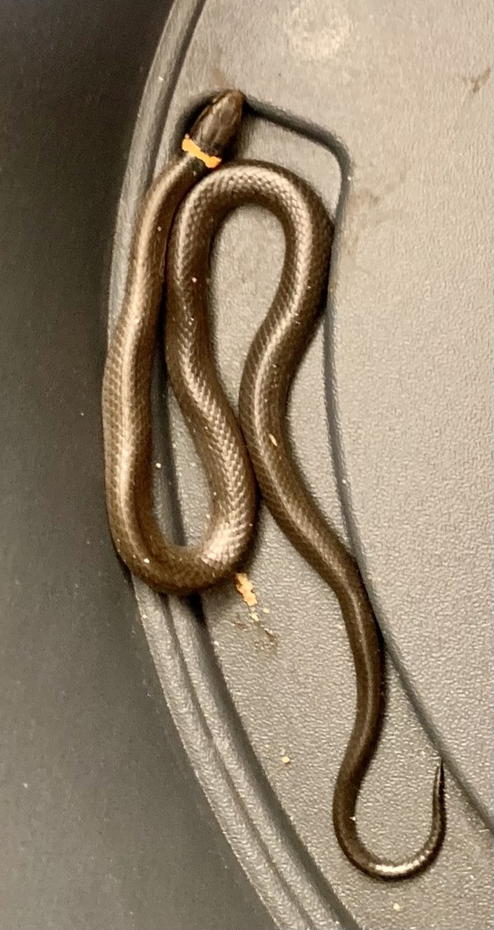 ring-necked snake from Churchtown Rd, Middletown, DE, US on August 28 ...