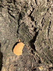 Trametes cinnabarina
