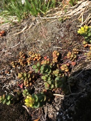 Sedum divergens
