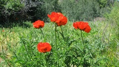 Papaver