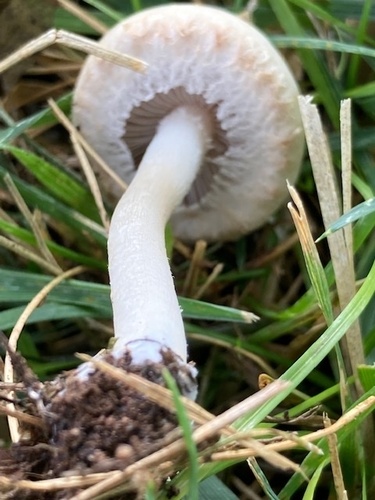 Bearded Fieldcap
