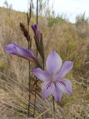 Gladiolus hirsutus