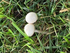 Agrocybe