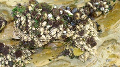 Pollicipes polymerus