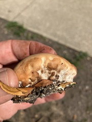 Trametes cinnabarina