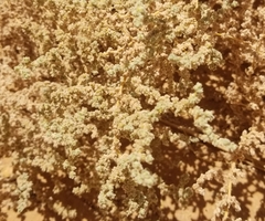 Haloxylon