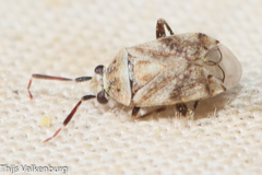 Eurystylus bellevoyei