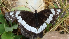 Limenitis weidemeyerii