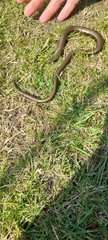 Anguis fragilis