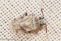 Eurystylus bellevoyei