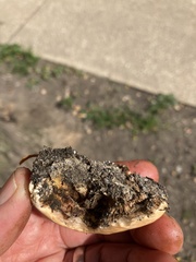 Trametes cinnabarina