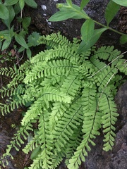 Adiantum aleuticum