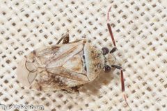 Eurystylus bellevoyei