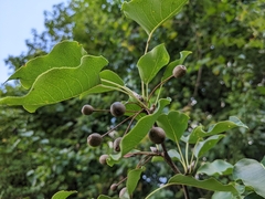 Pyrus calleryana