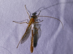 Enicospilus