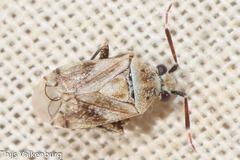 Eurystylus bellevoyei
