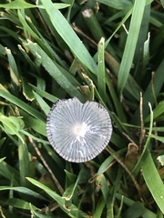 Lanatulae