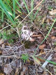 Dianthus superbus