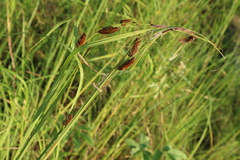 Carex rostrata