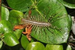 Scutigera coleoptrata