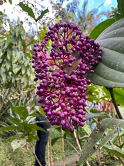Medinilla