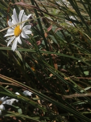 Leucanthemum vulgare