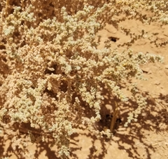 Haloxylon