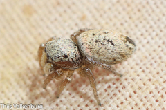 Heliophanus agricola