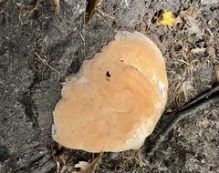 Ganoderma resinaceum