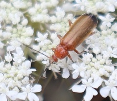 Rhagonycha fulva