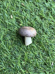 Russula cyanoxantha