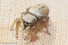 Heliophanus agricola