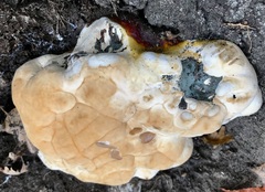 Ganoderma resinaceum