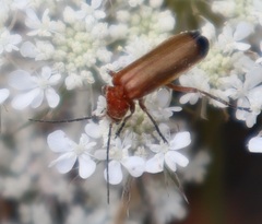 Rhagonycha fulva