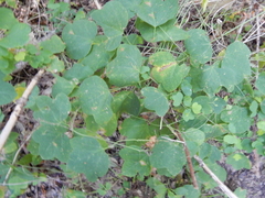 Passiflora lutea
