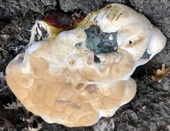 Ganoderma resinaceum