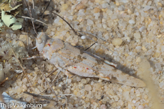 Sphingonotus imitans
