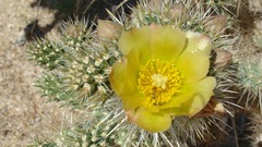 Cylindropuntia ganderi