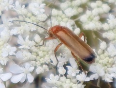 Rhagonycha fulva