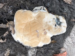 Ganoderma resinaceum