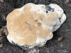 Ganoderma resinaceum
