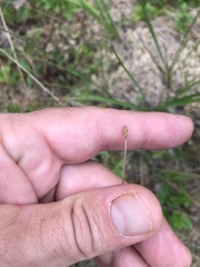 Eleocharis elliptica