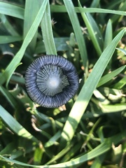 Lanatulae