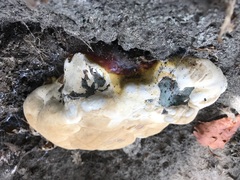 Ganoderma resinaceum