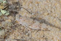 Sphingonotus imitans