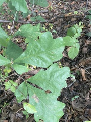 Quercus bicolor